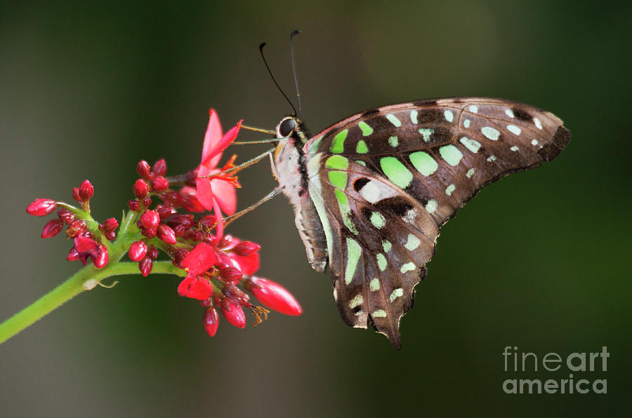 Tailed Jay  Butterfly on red bloom Photograph by Ruth Jolly