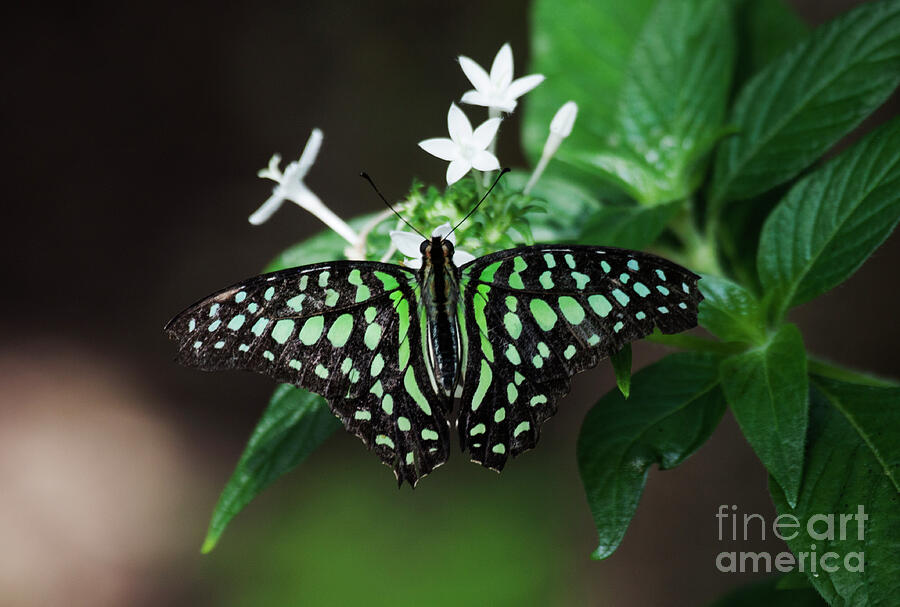 Tailed Jay Butterfly wingspread  Photograph by Ruth Jolly