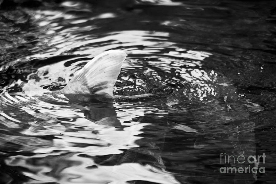 Koi Photograph - Tailing by Alex Garcia Koi Photograph - Tailing by Alex Garcia