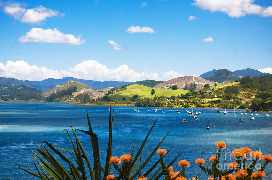 Tairua Harbour and Blossoms Photograph by Himani - Printscapes