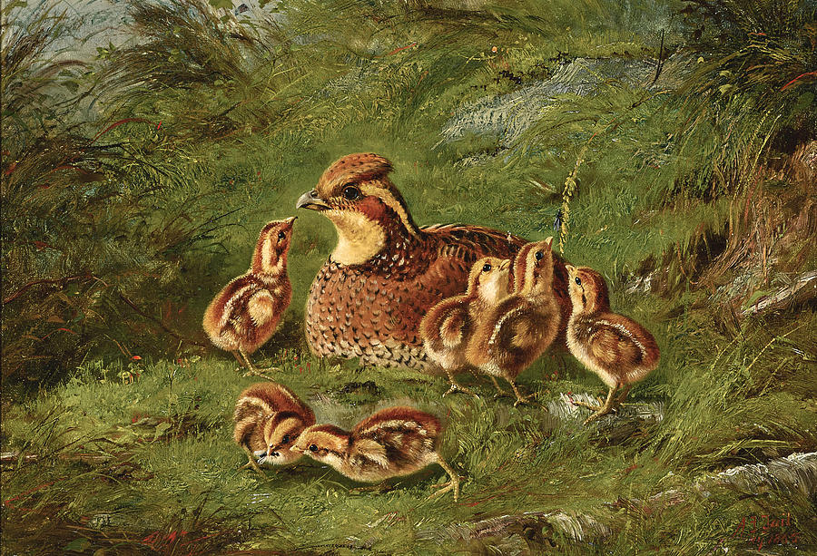 Tait Hen Quail And Chickens  Painting by Arthur Fitzwilliam