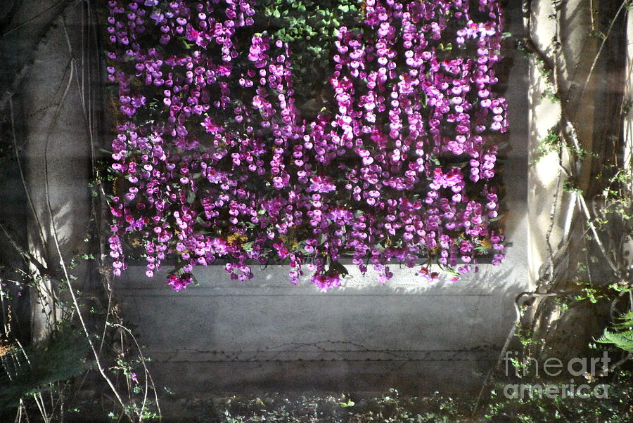 Taiwanese Orchid Curtain - View Both Ways Photograph by Jacqueline M Lewis