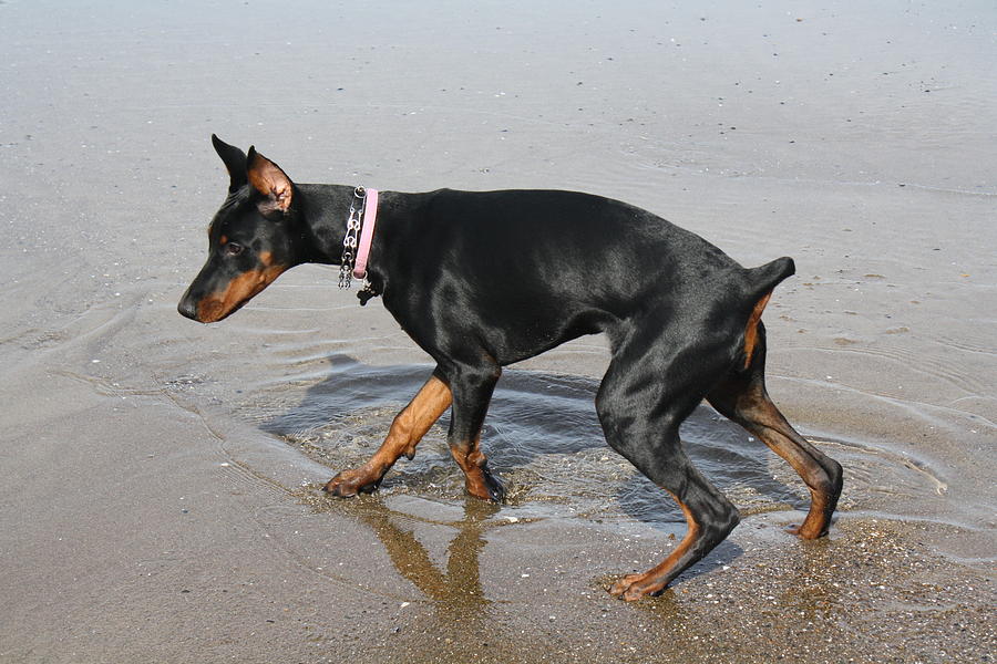 Taj the Doberman Photograph by William Little | Fine Art America