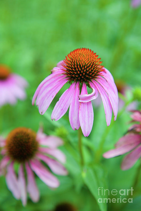 Taking a bow -Neon Coneflower Photograph by Bruce Block