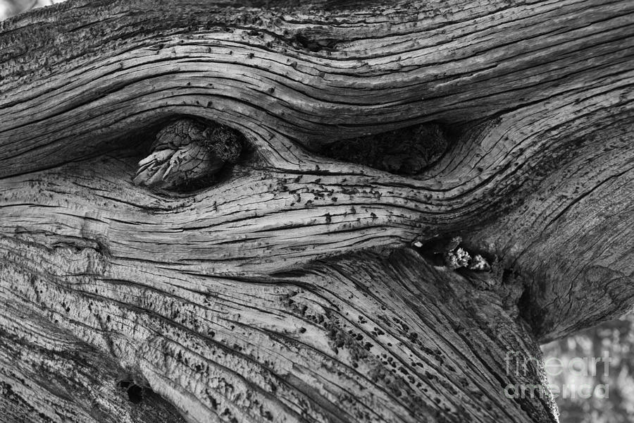 Take A Closer Look BW Photograph by Janet Marie