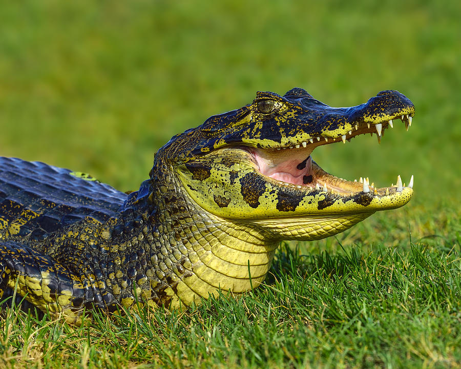 Alligator Photograph - Take A Deep Breath by Tony Beck