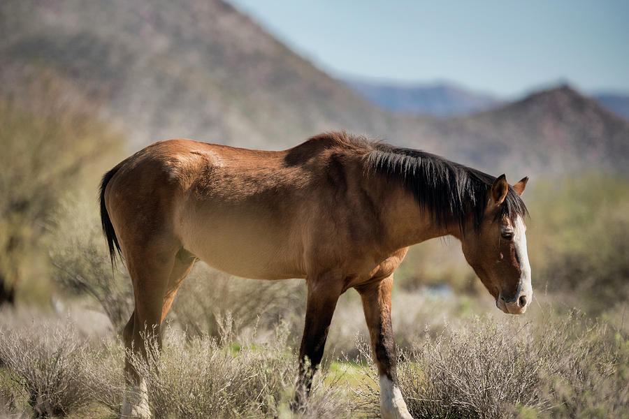 Horse Photograph - Take  A Walk on the Wildside  by Saija Lehtonen