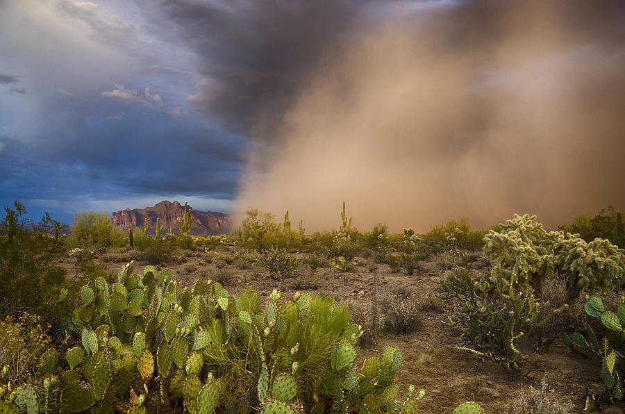 Take Cover Photograph by Saija Lehtonen - Fine Art America