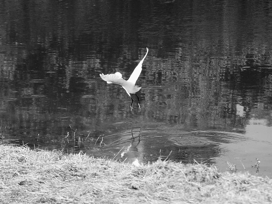 Take Flight Black and White Photograph by Lisa Daniel - Fine Art America