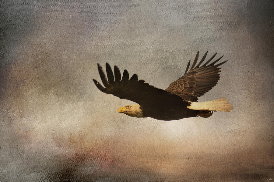 Eagle Photograph - Take Flight by Jai Johnson