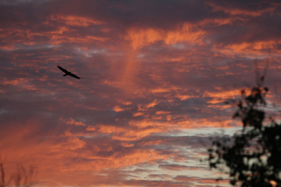 Sunrise Photograph - Take Flight by William Makris