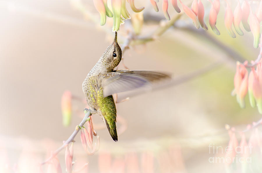 Bird Photograph - Take It Easy by Emily Bristor Bird Photograph - Take It Easy by Emily Bristor