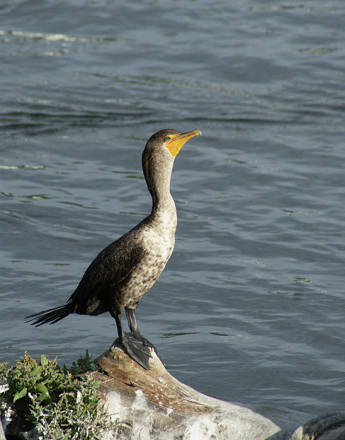 Take My Picture - Cormorant Photograph by Margie Avellino