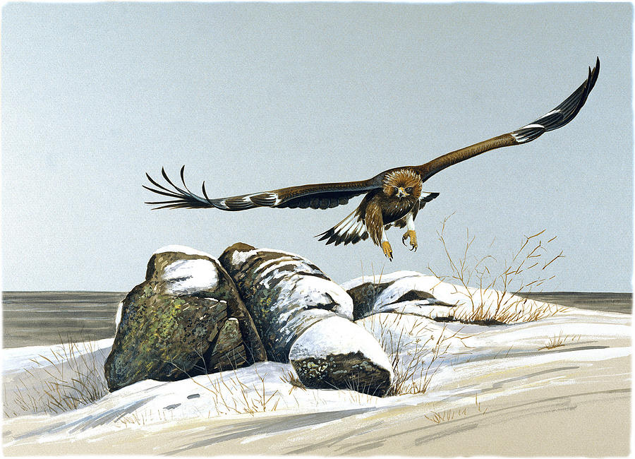 Eagle Painting - Take of by Dag Peterson