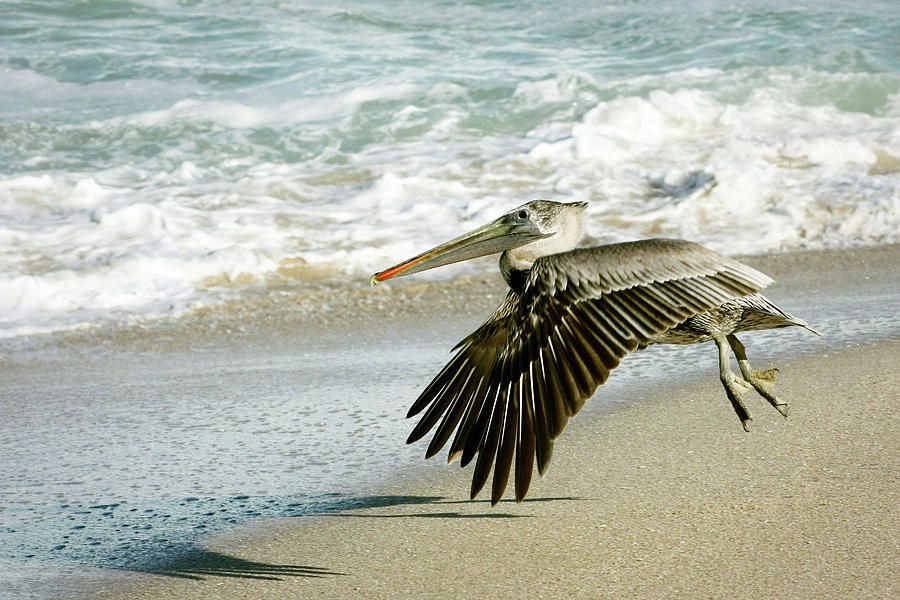 Take Off Photograph by Dawn Currie