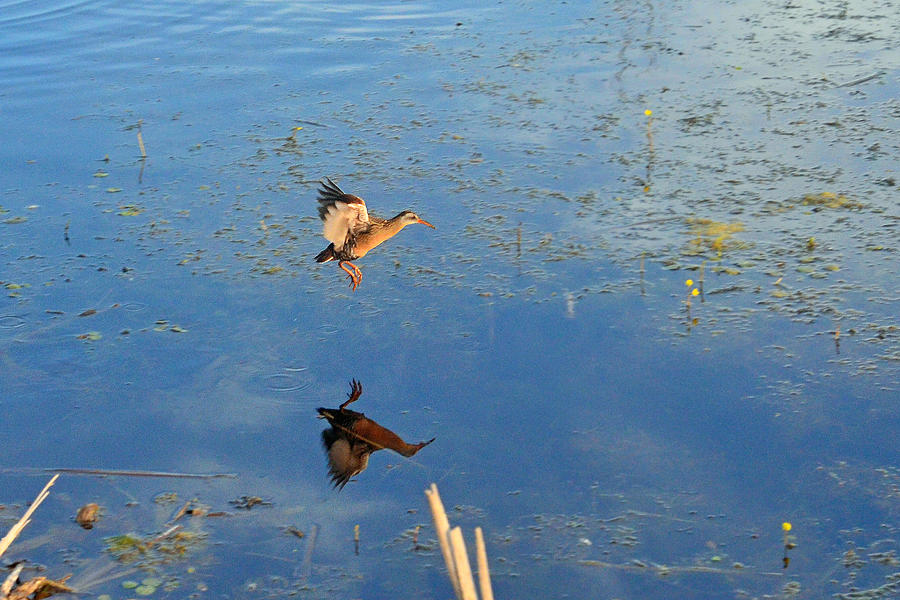 Spring Photograph - Take-off flight of the the Virginia Rail by Asbed Iskedjian