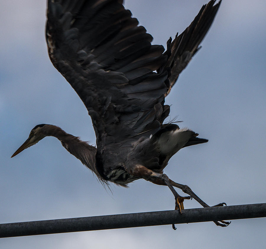Great Blue Heron Photograph - Take Off/GBH by Will LaVigne
