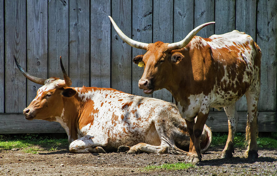 Take the Bull by the Horns Photograph by Bob Slitzan