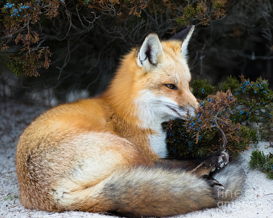 Fox Photograph - Take Time to Smell the Berries by Ursula Lawrence