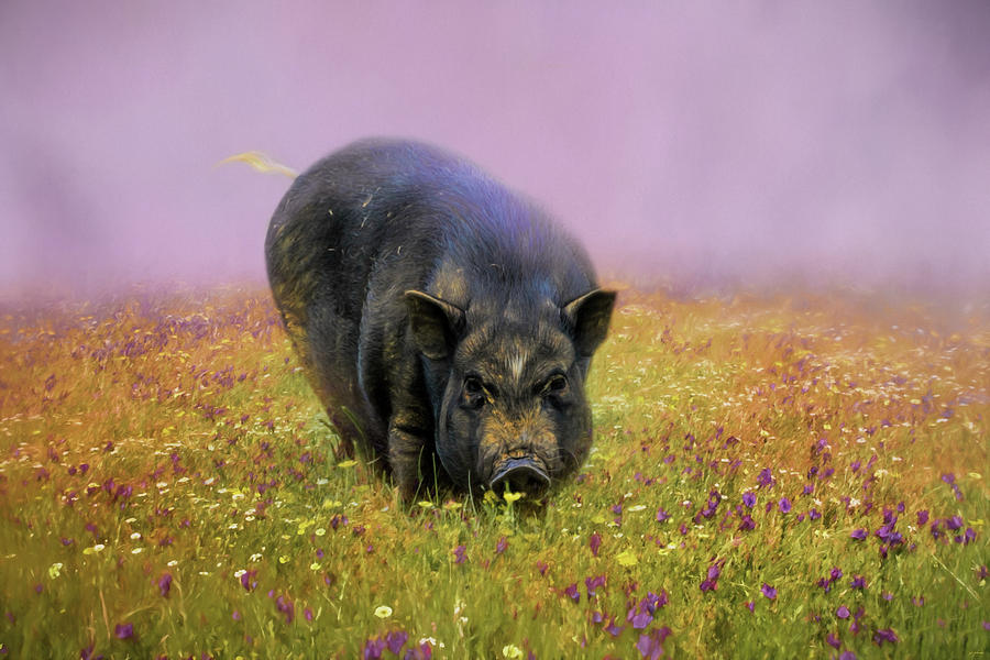 Take Time To Smell The Flowers Pot Bellied Pig Art Photograph by Jai Johnson