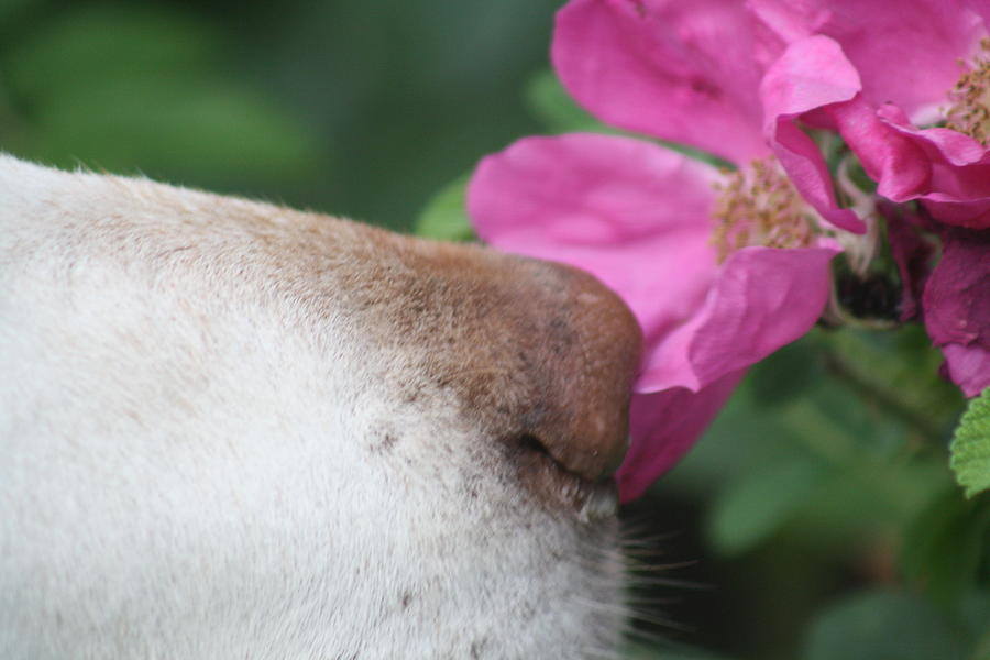 Animal Photograph - Take Time to Smell the Roses by Greg DeBeck