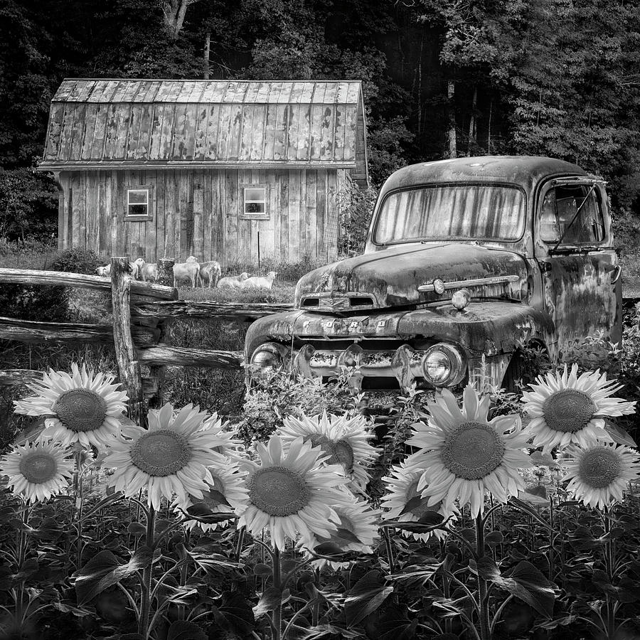 Take us for a Ride in the Sunflower Patch Black and White Photograph by Debra and Dave Vanderlaan