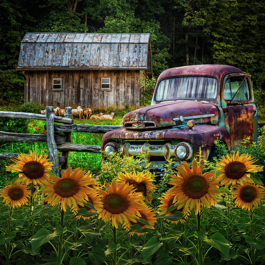 Take us for a Ride in the Sunflower Patch Photograph by Debra and Dave Vanderlaan
