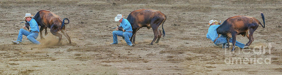 Sunset Photograph - Takedown Rodeo Calf Roping by Randy Steele