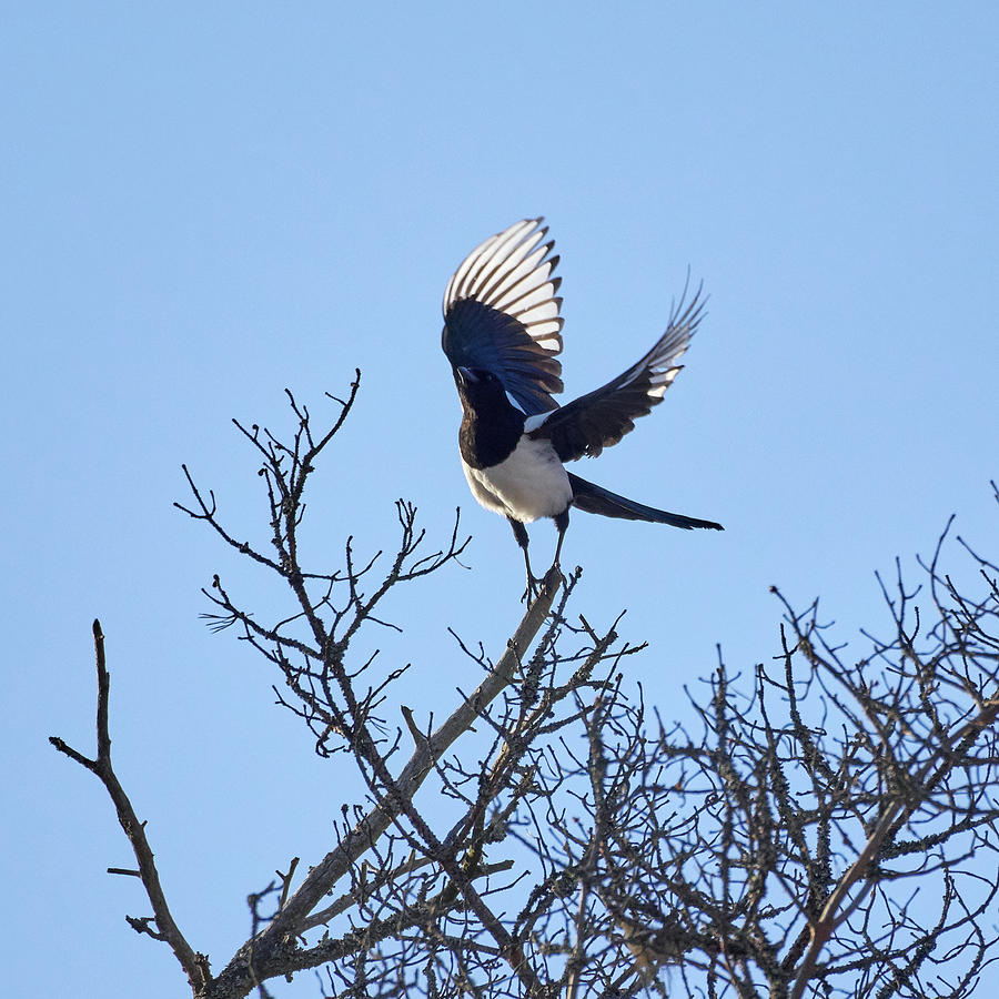 Takeoff. Eurasian Magpie Photograph