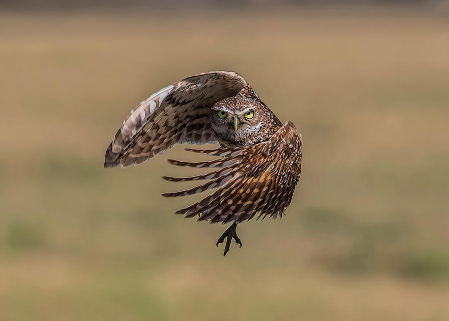 Takeoff Photograph by Justin Battles