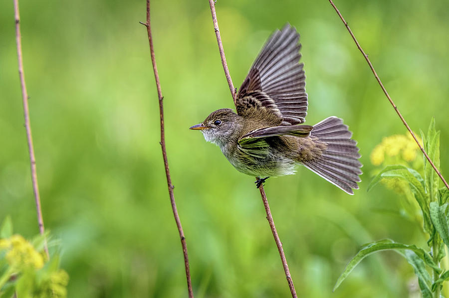 Takeoff Photograph By Wes Iversen - Fine Art America