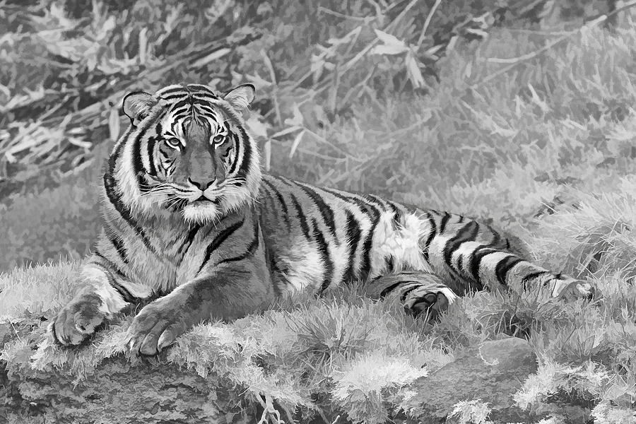 Mammal Photograph - Takin it Easy Tiger Black and White by Wes and Dotty Weber
