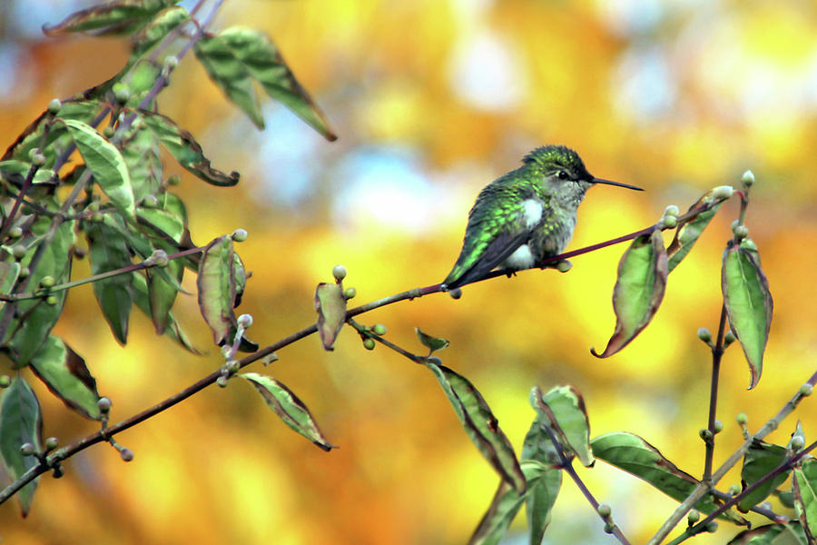 Hummingbird Photograph - Taking a Break by Debra Orlean