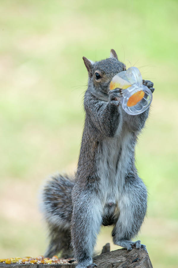 Animal Photograph - Taking a break from nut finding by Dan Friend