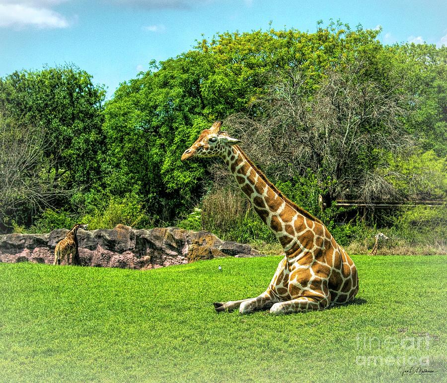 Taking A Break - Giraffe Photograph