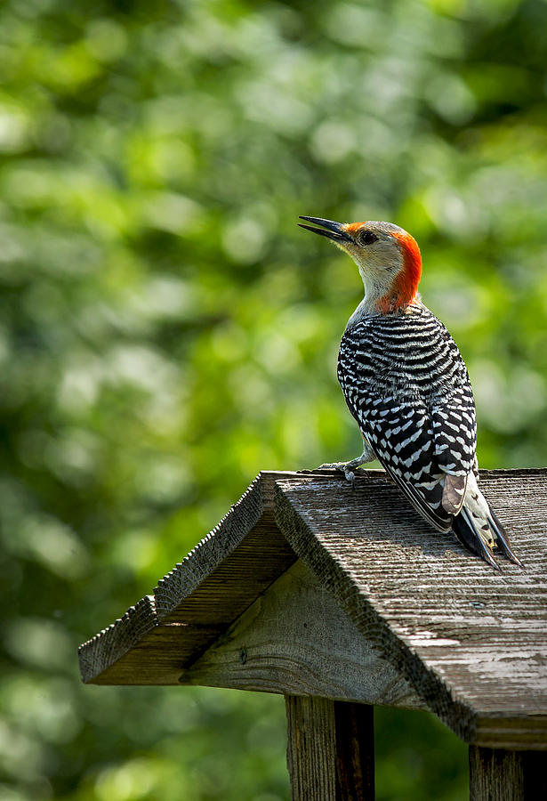 Woodpecker Photograph - Taking a Break by Janet Ballard