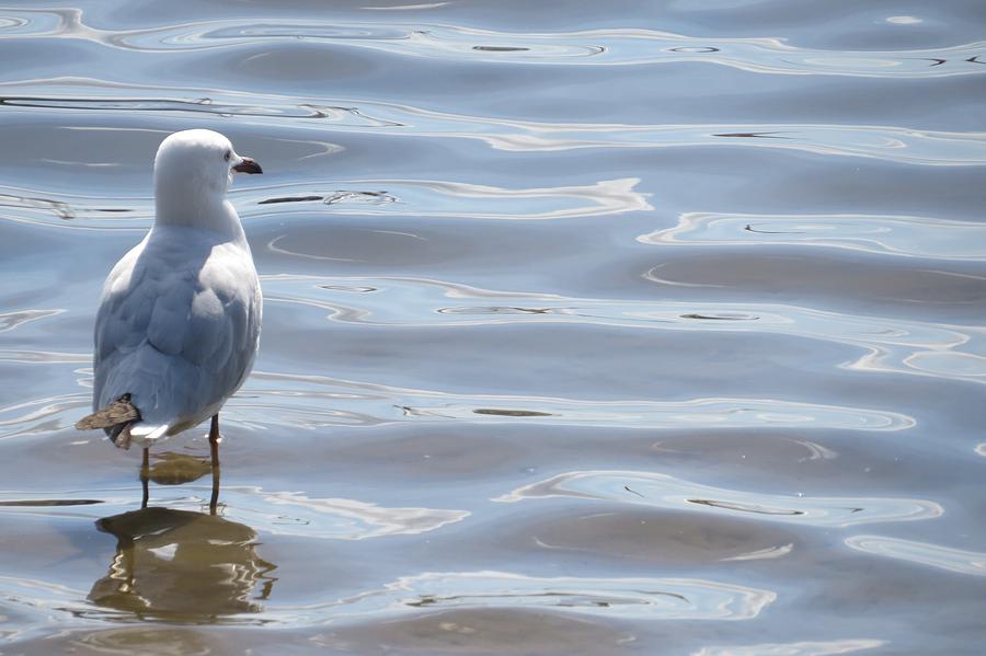 Seagull Photograph - Taking A Dip by Amanda S Leek