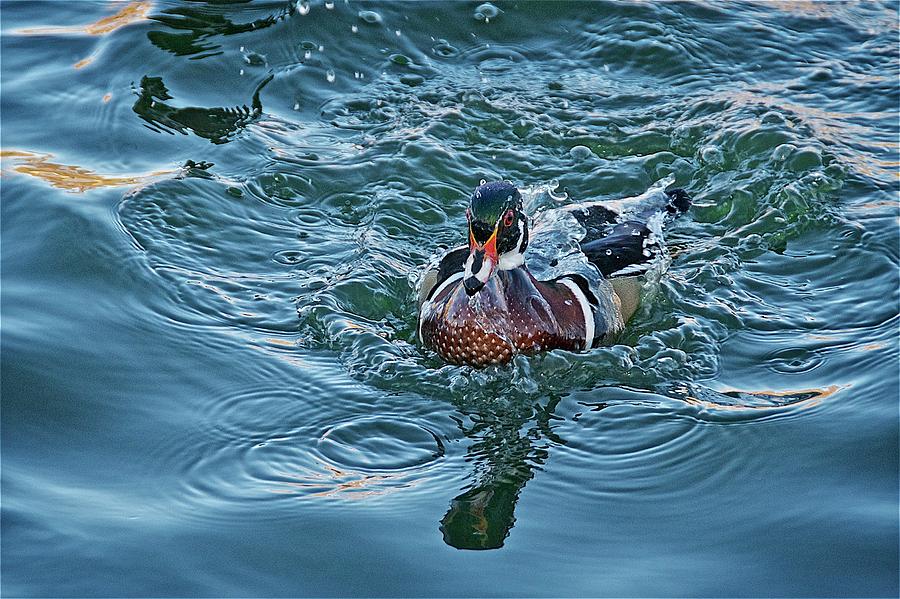 Nature Photograph - Taking a Dip, Wood Duck by Zayne Diamond Photographic Nature Photograph - Taking a Dip, Wood Duck by Zayne Diamond Photographic