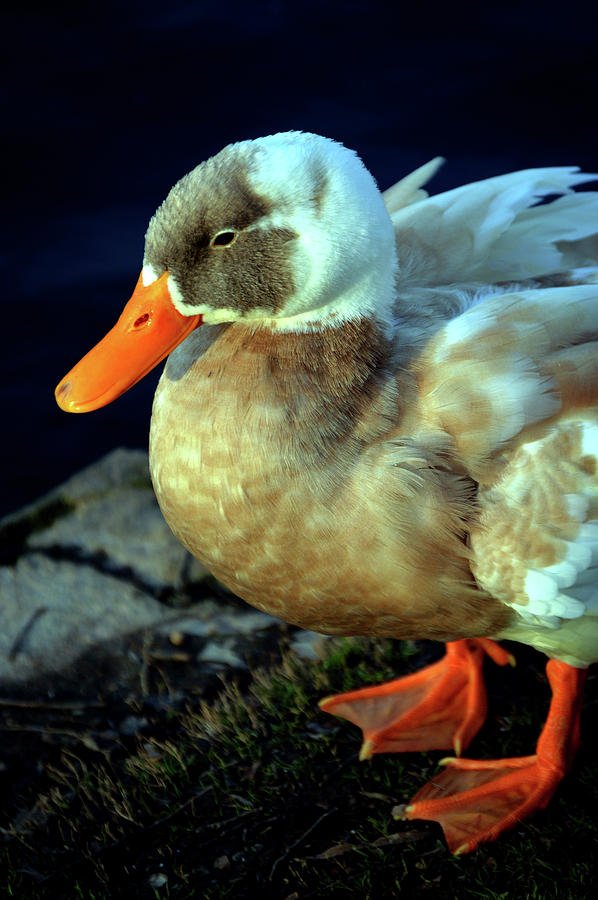 Taking A Rest Duck Big Spring Park Photograph by Lesa Fine