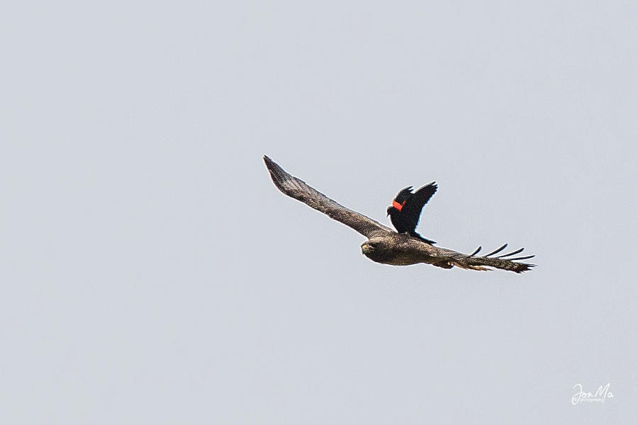 Red-winged Blackbird Photograph - Taking a Ride On The Wild Side by Jon Ma