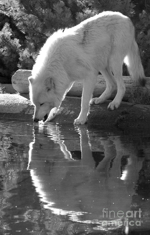 Taking A Sip - Black And White Photograph by Adam Jewell