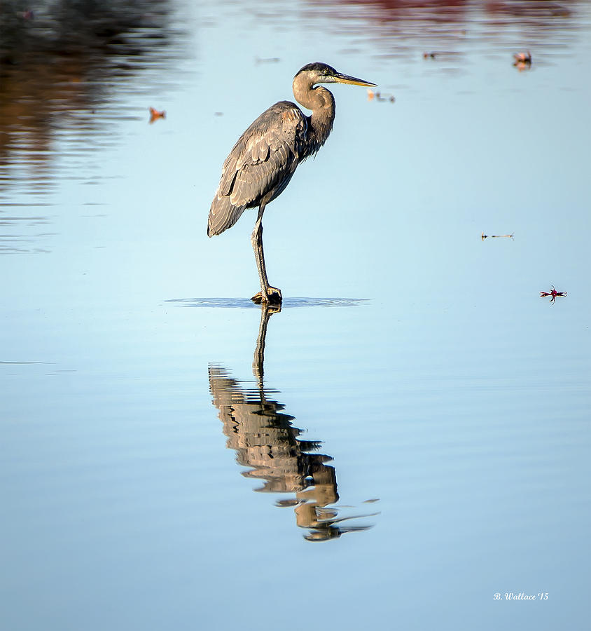 Wildlife Photograph - Taking A Stand by Brian Wallace