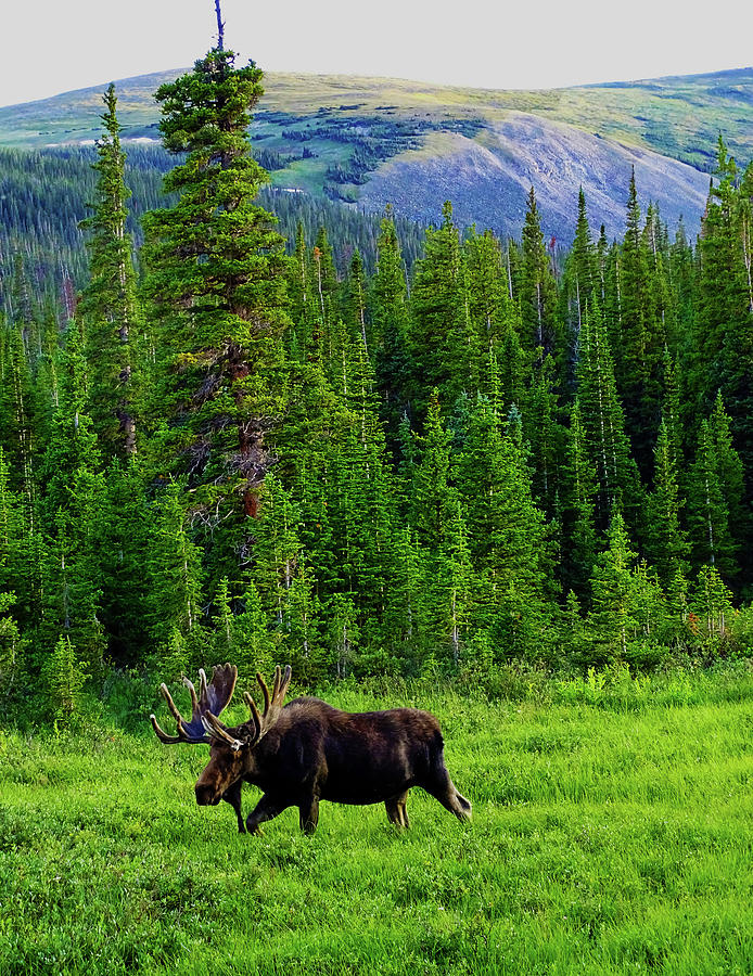 Taking a Stroll Photograph by Timothy Lane | Fine Art America