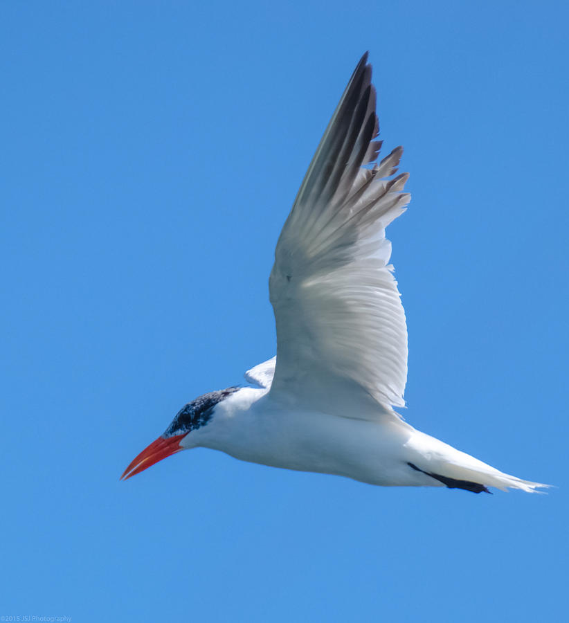 Taking a Tern for the Better Photograph by Jeff at JSJ Photography