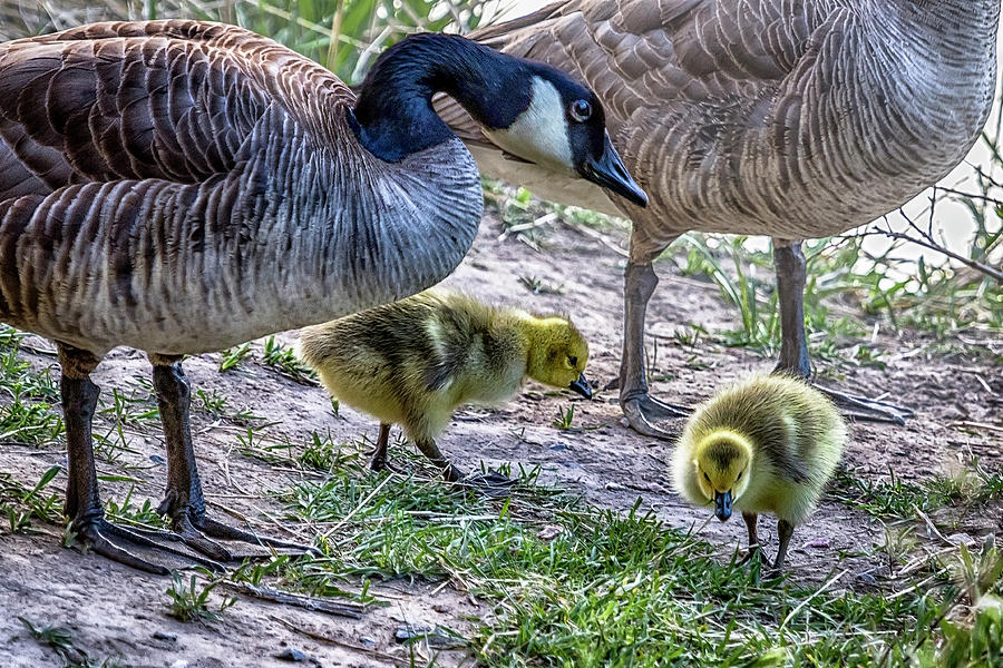 Taking Care of Goslings Photograph by Belinda Greb