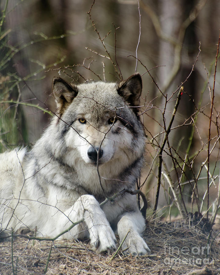 Taking Cover Photograph By Centre Art Gallery By Christine Montenegro