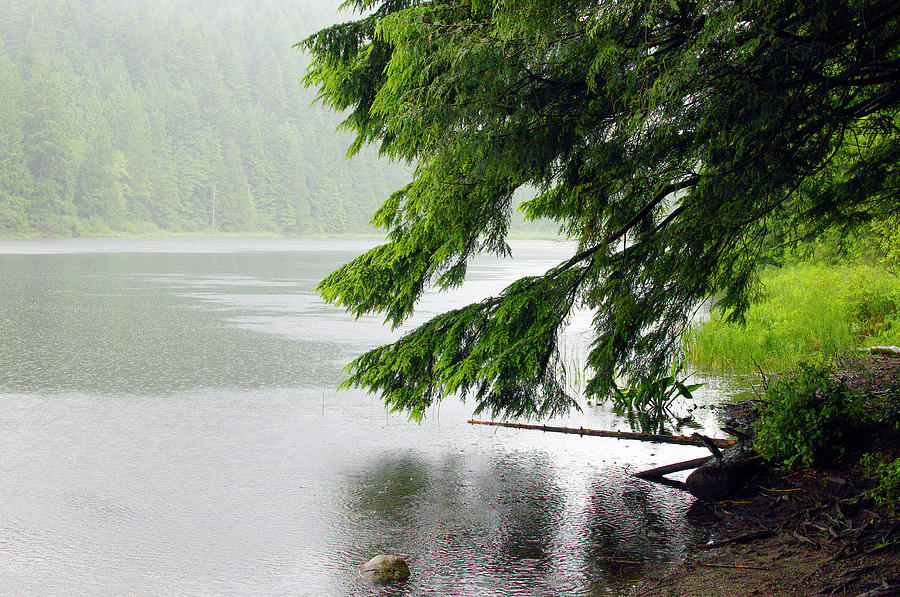 Taking Cover From A Summer Rain Under A Cedar Bough by Sharon Talson Taking Cover From A Summer Rain Under A Cedar Bough by Sharon Talson