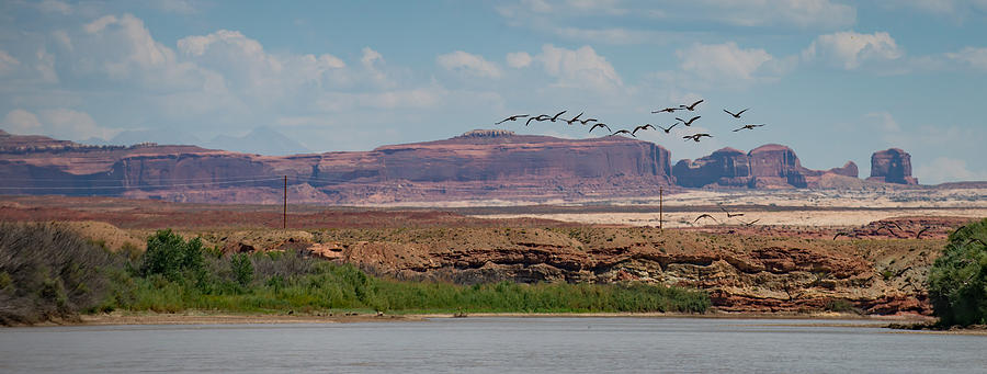 Taking Flight #3 Canadian Geese with Canyonlands National Park Photograph by Matthew Lit