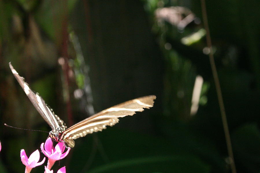 Taking Flight - Butterfly Photograph by Lynn Michelle - Fine Art America