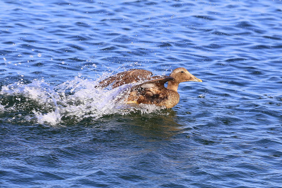 Taking Flight Photograph by Imagery-at- Work - Fine Art America